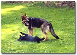 Sch&auml;ferhund mit Welpen