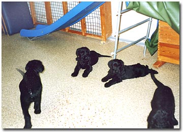 Hundeschule 4 Welpen