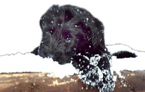Kleiner Hund im Schnee