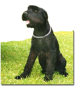 Hund